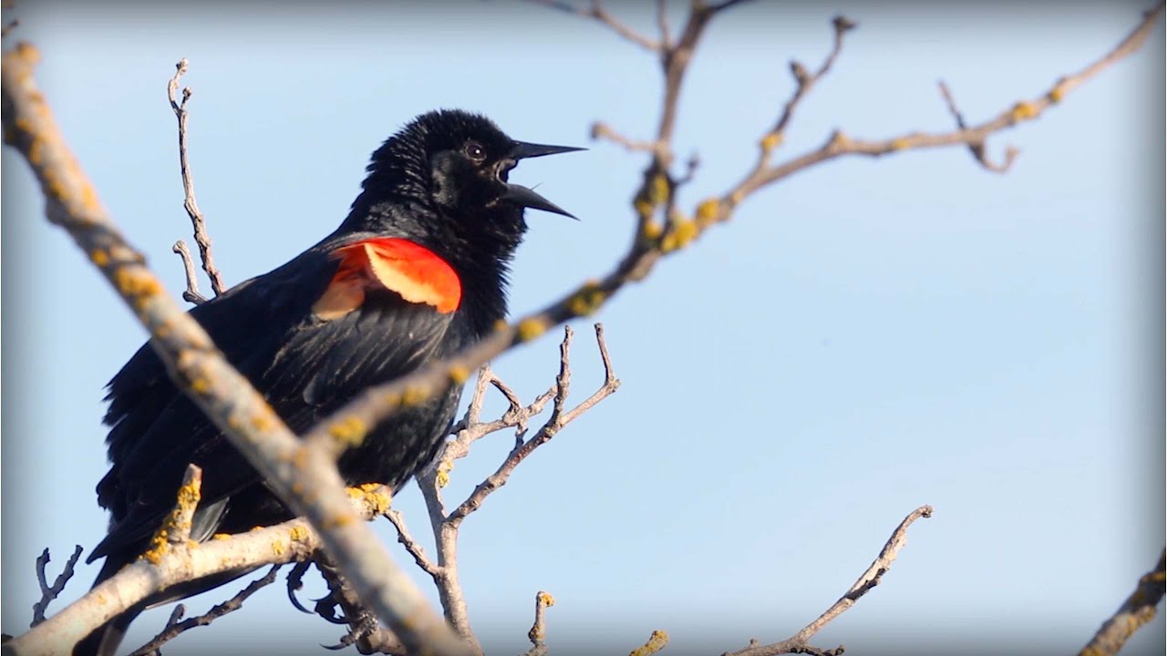 Red-winged Blackbird (Agelaius phoeniceus)