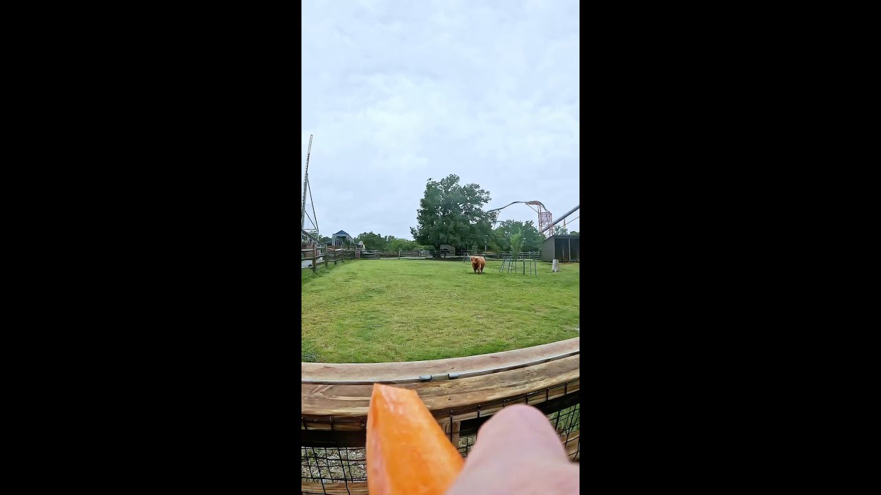Poppy the Highland Coo | Busch Gardens