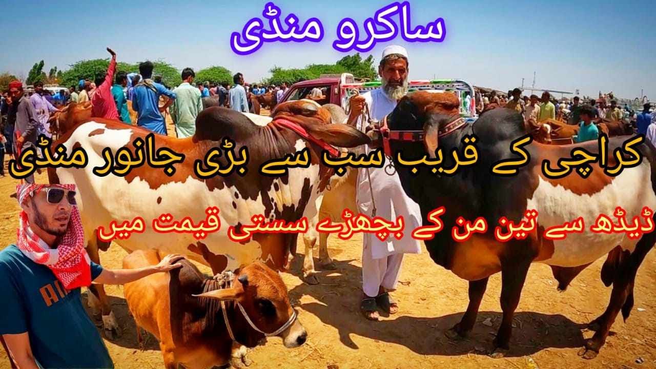 Sakro Mandi Kay Sastay Janwar / Cattle update April 2024 / @Kiyani-vlogs