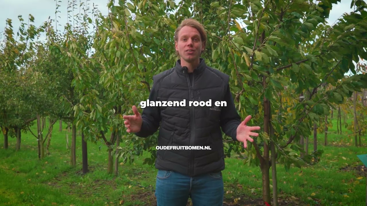 Sweetheart Kersenboom Kopen? Alles over Verzorging & Oogst