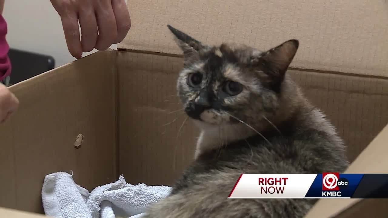 Kansas City cat will make cross-country journey to reunite with family after being separated for ...