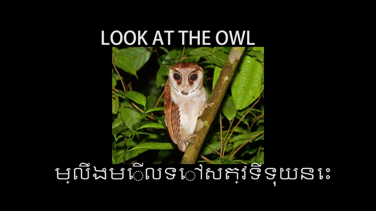 សម្លឹងមើលទៅសត្វទីទុយនេះ -  sat tee touy - look at the owl
