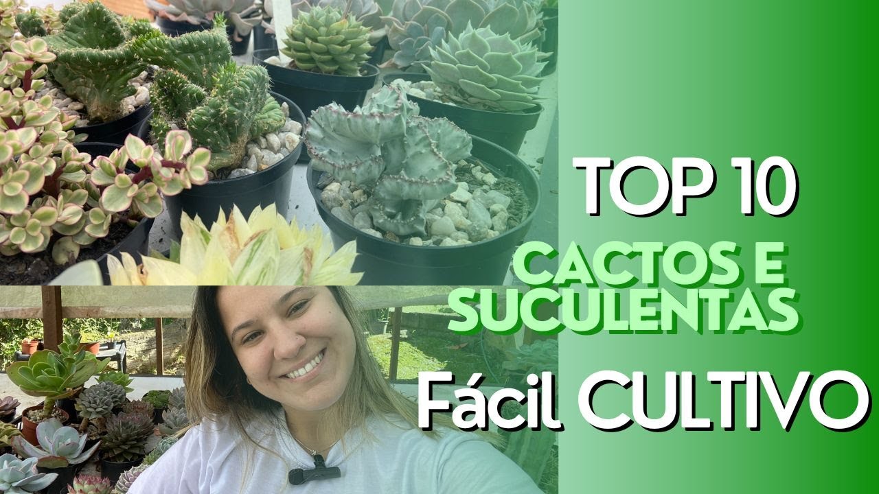 TOP 10 DE SUCULENTAS E CACTOS DE F&Aacute;CIL CULTIVO