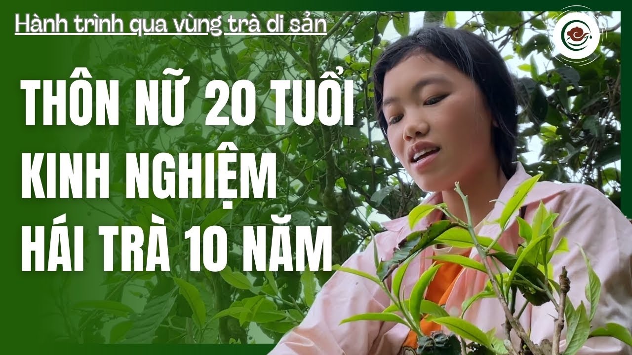 Tâp 6. Đi Thăm Cây Trà Cổ Thụ Ở Suối Giàng  - Hành Trình Qua Các Vùng Trà Di Sản