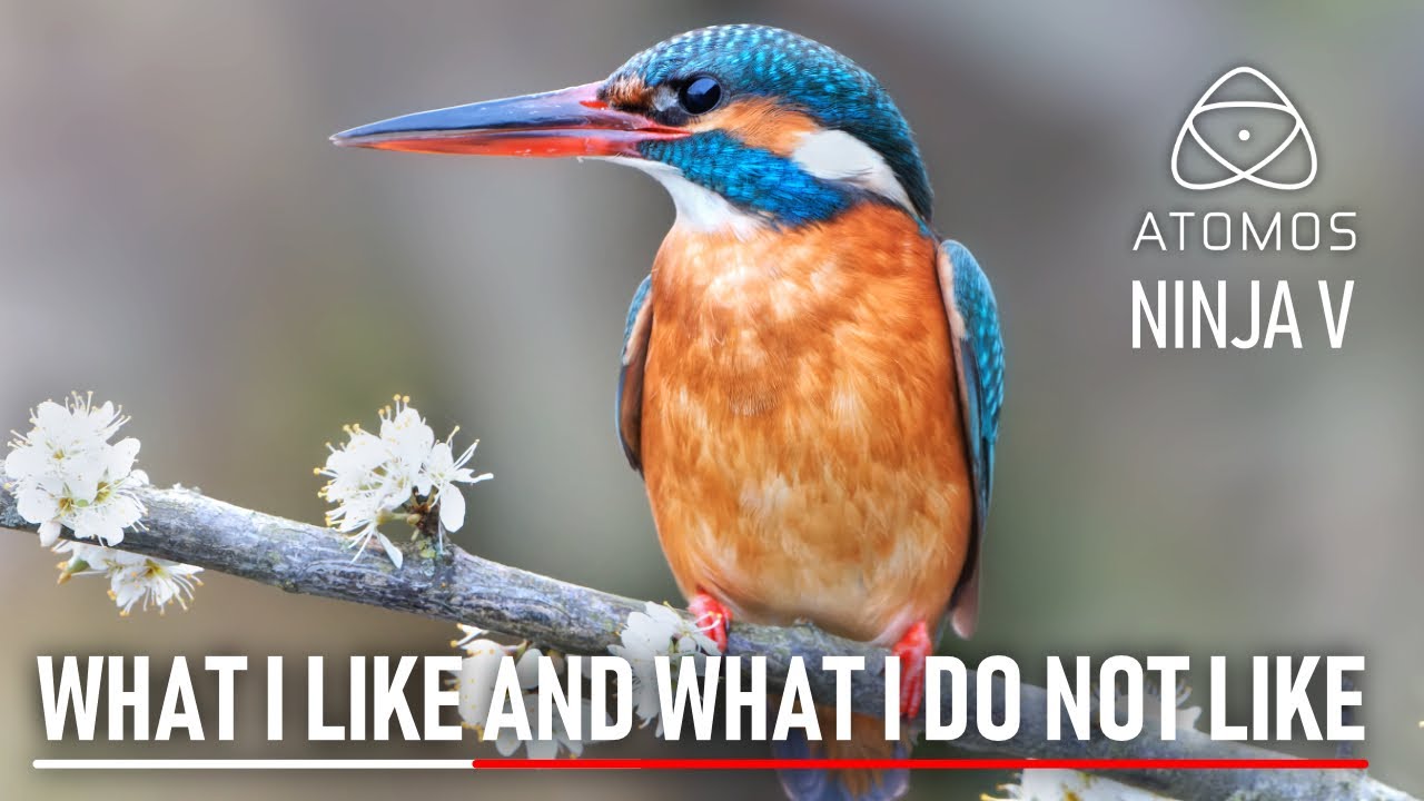 Atomos Ninja V for Wildlife Photography: Kingfishers