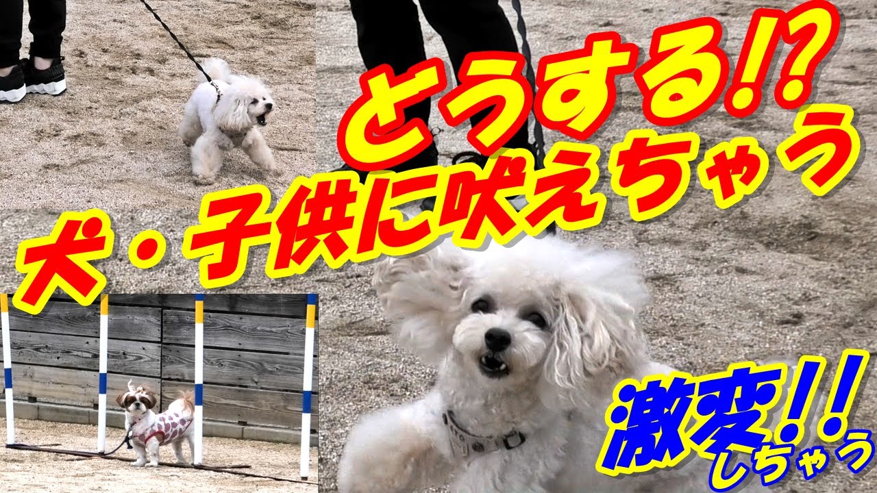 【#問題行動を直す動画】犬に人に吠えちゃう！お散歩時の問題を解決します！！【#トイプードル】#問題行動#ドッグトレーニング#犬のしつけ#吠え#拾い食い#引っ張り癖