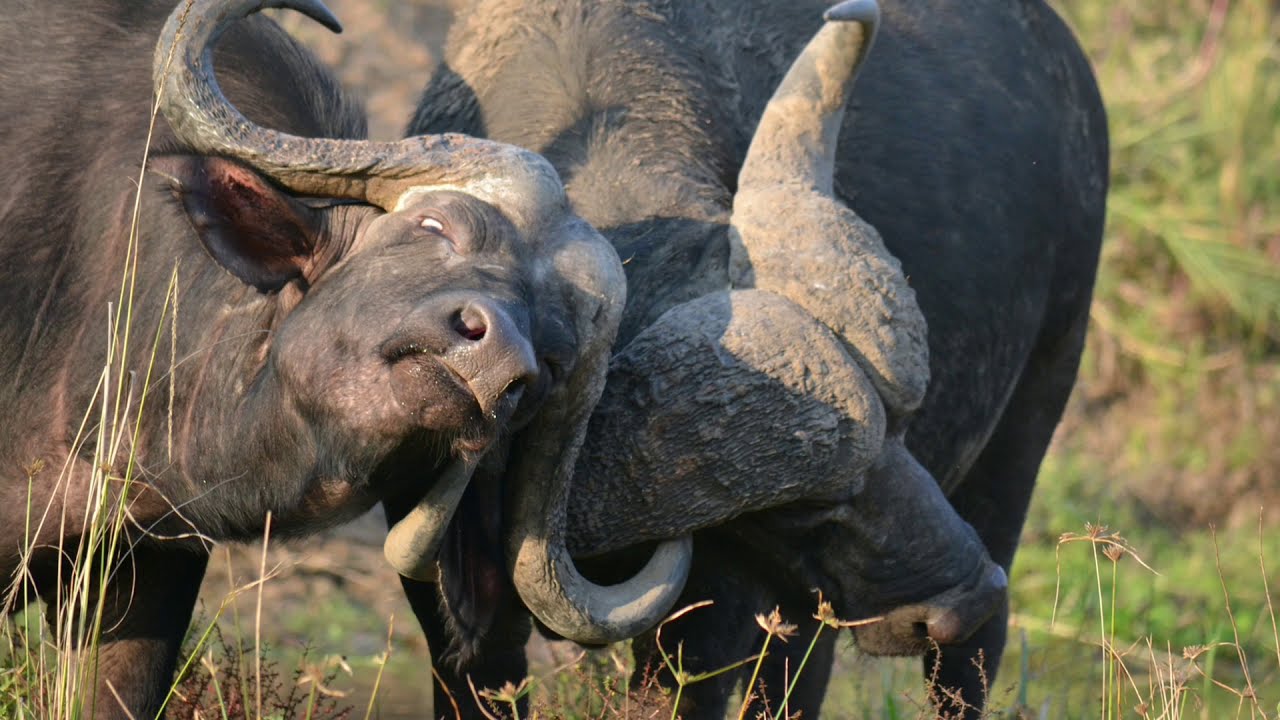 Safari Memories #002