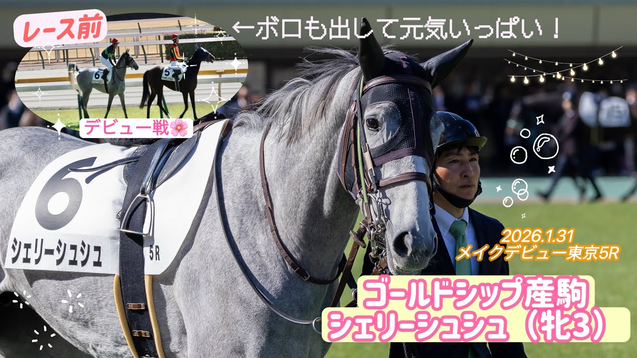 【新馬戦】パパ似でかわいい☺️ゴールドシップ産駒🌸シェリーシュシュがデビューしました🐴
