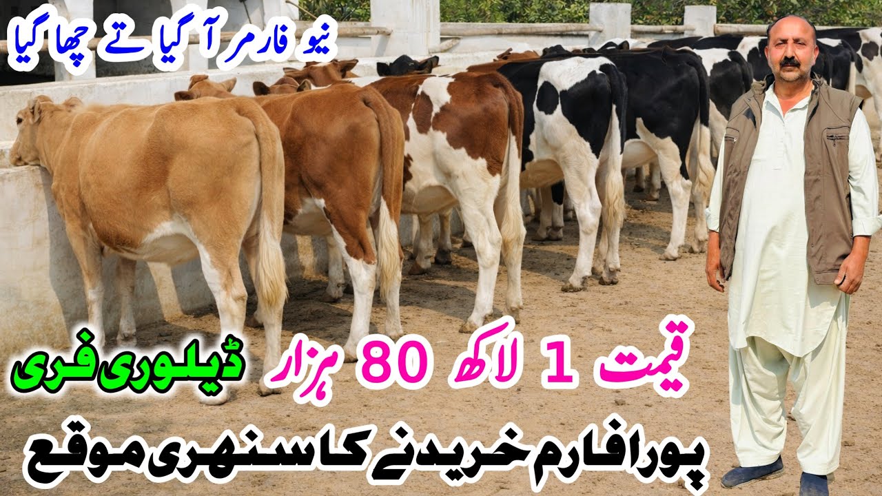 Ali Bachri Farm | Jersey Friesian Heifers For sale  | Top Class Bachrian For sale In Pakistan Punjab