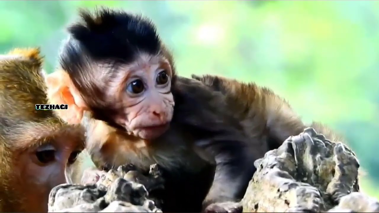 kasihan monyet kecil || Itu tindakan yang salah