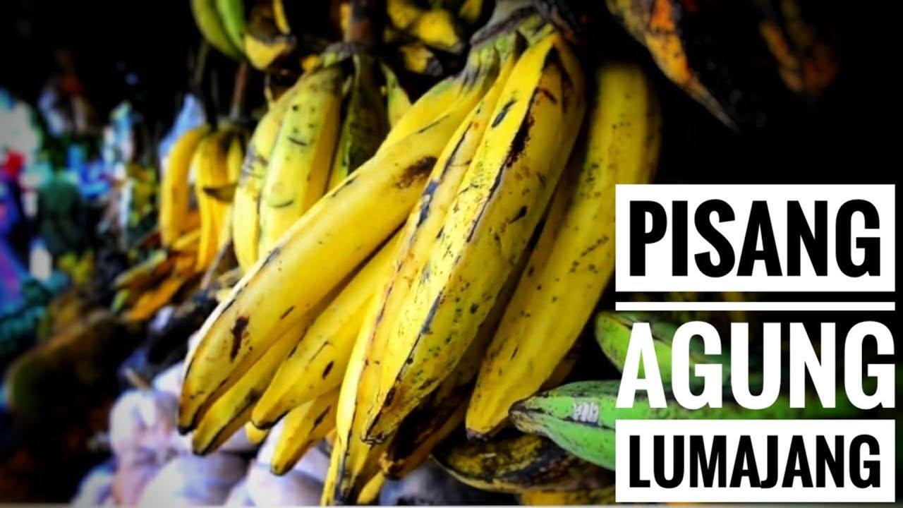 Pisang Agung Lumajang - NET. JATIM