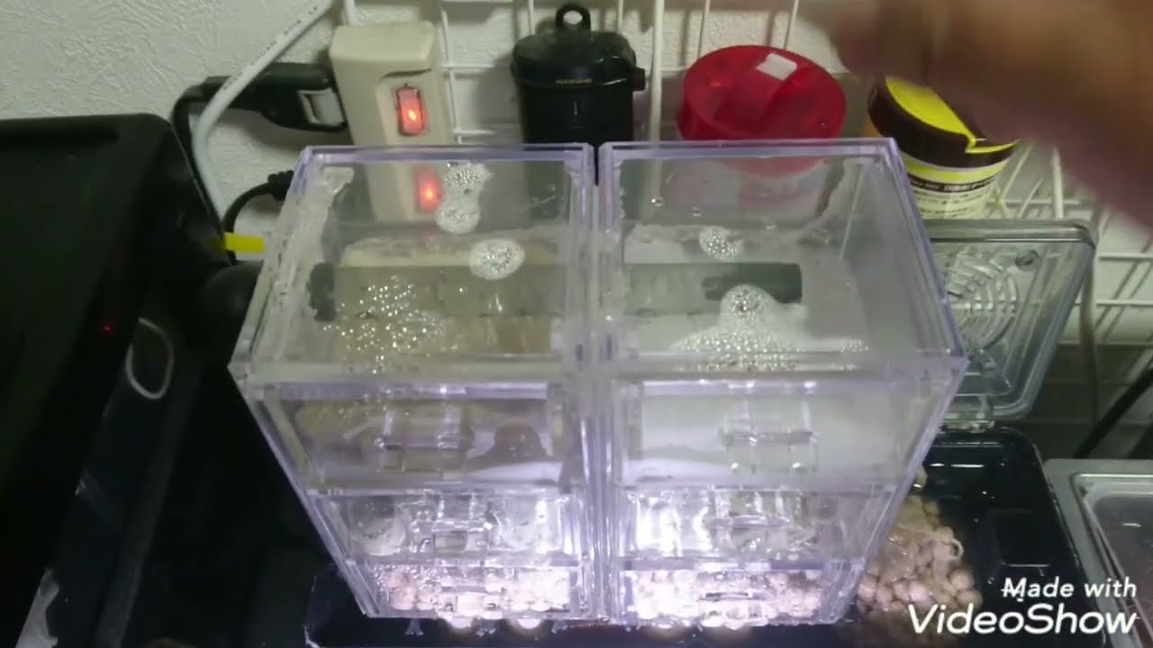 アクアリウム　水作エイトブリッジSを100均アクリル引出しで強化