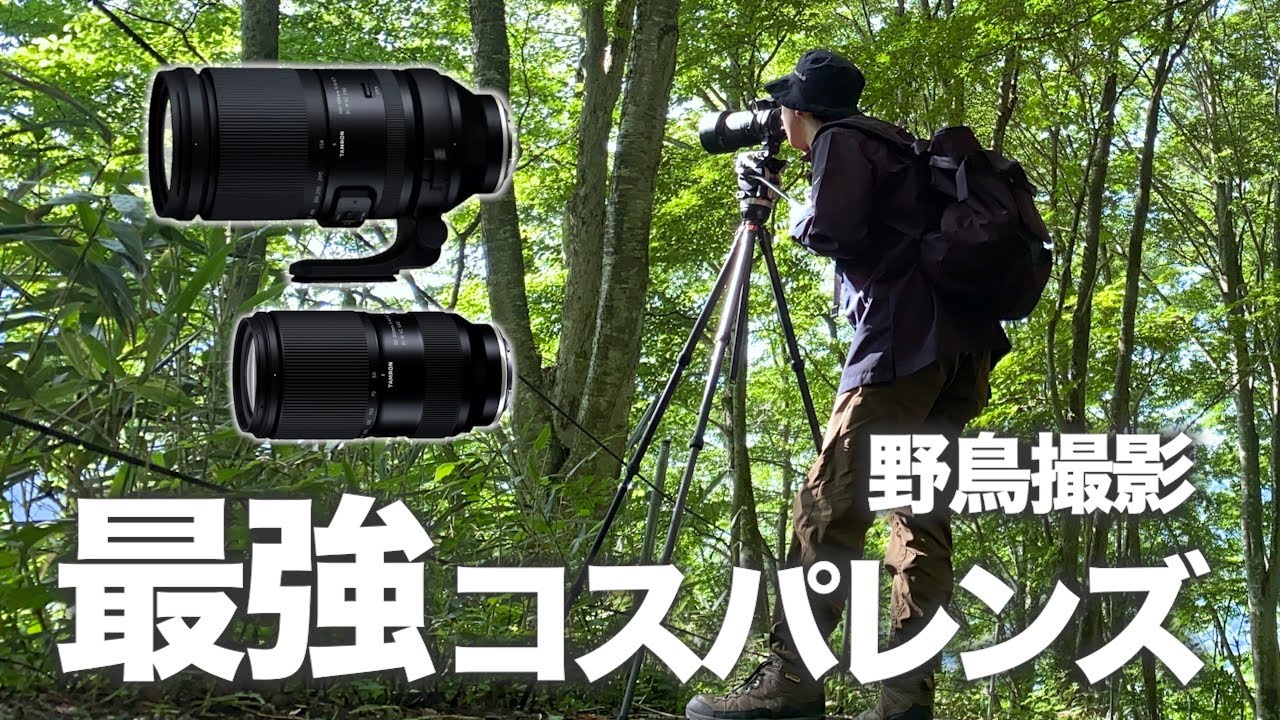 最強コスパレンズで森の野鳥撮影はできるのか...《α6700野鳥撮影｜Wildlife Photography》