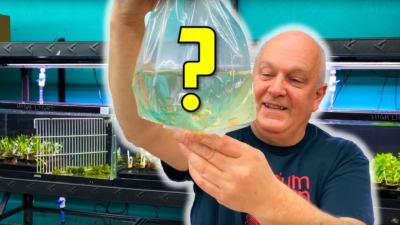 A NEW Fish I've Never Seen Before! [Unboxing]