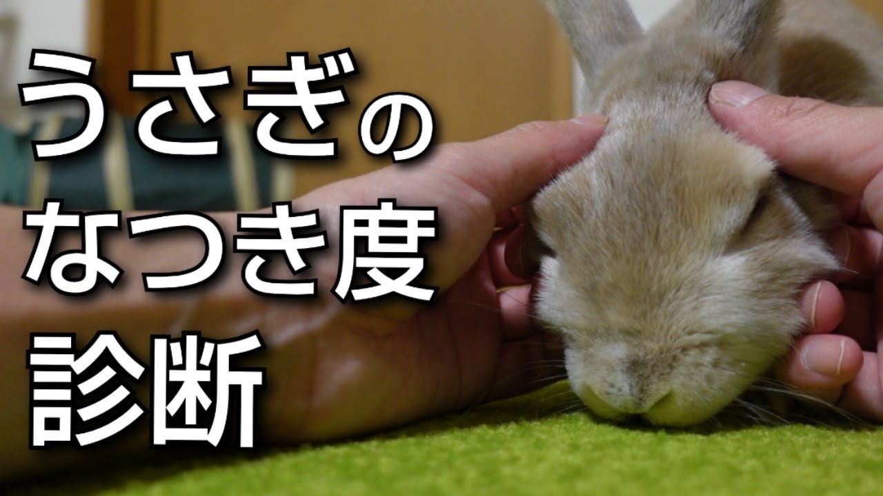【なつき度診断】うさぎのなつき度レベルをチェック！うさぎのなつき度を上げる方法も紹介【保護うさぎ】