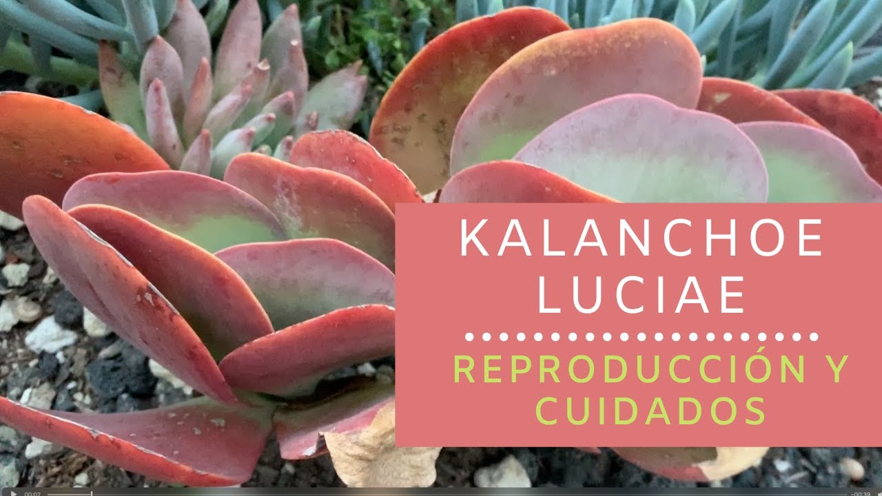 👩🏼‍🌾Cómo cuidar al Kalanchoe Luciae /Planta Paleta