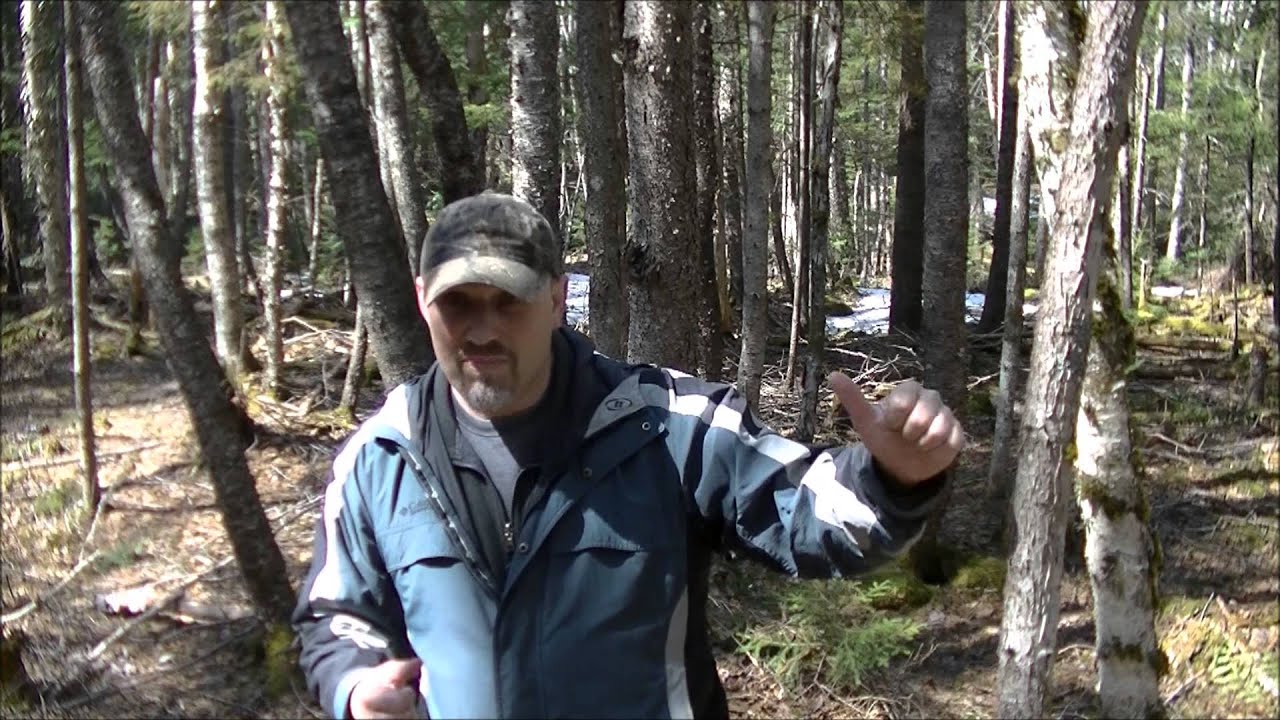 WILD ANIMALS a concern when Camping?