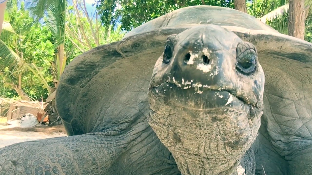 Curieuse island and the turtles paradise