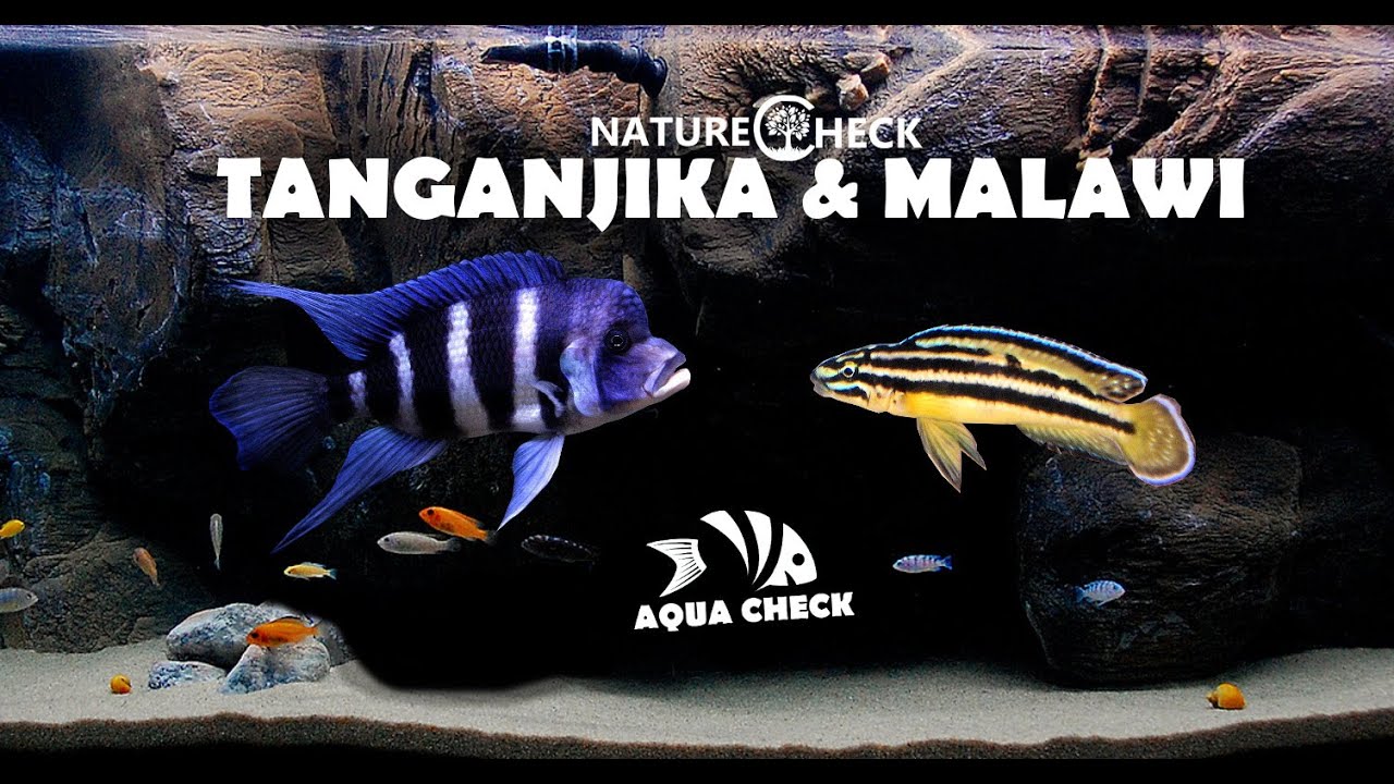Afrikanische Buntbarsche - African Cichlids