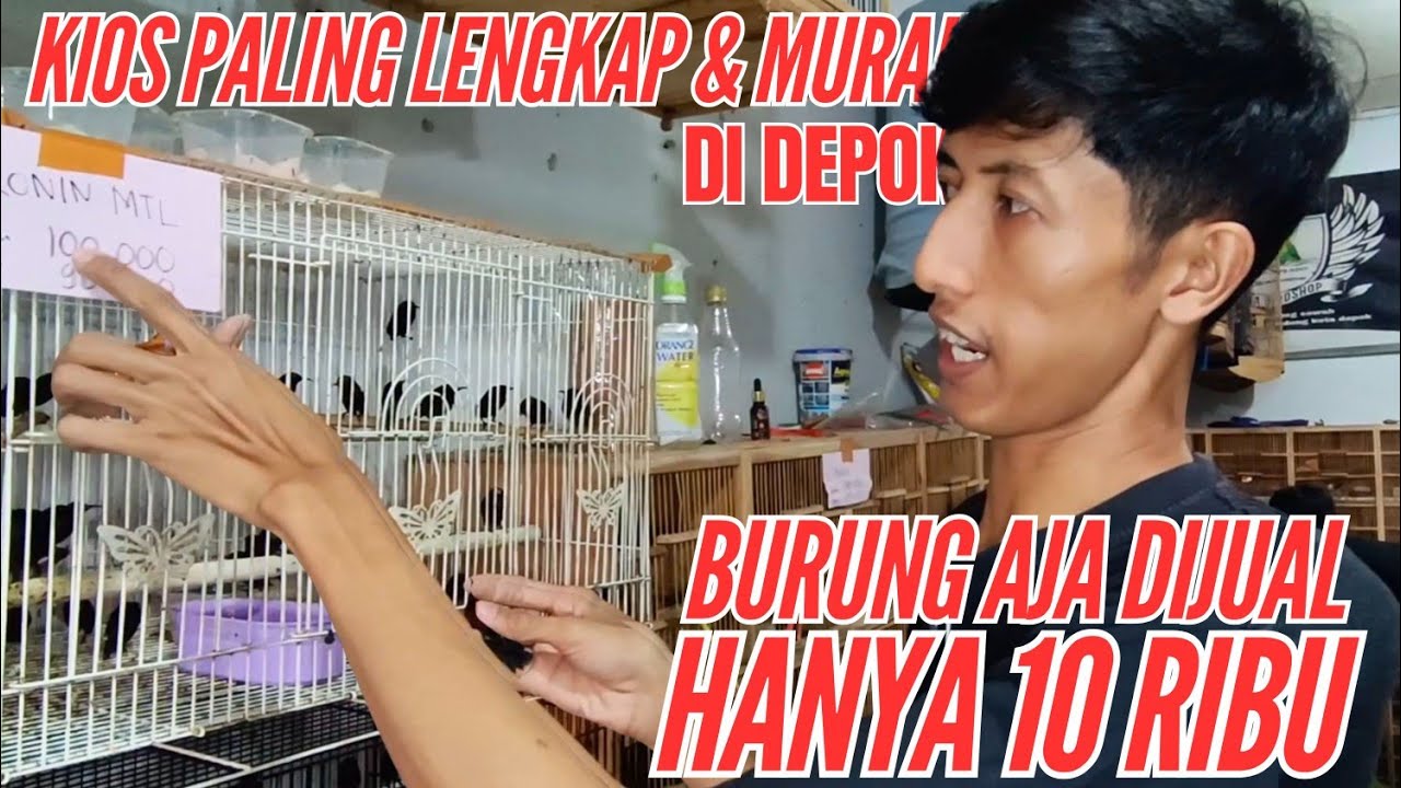 UPDATE HARGA BURUNG | SATRIA BIRD SHOP JUAL BURUNG MULAI DARI 5 RIBU PER EKOR! UNTUNGNYA DARI MANA! 