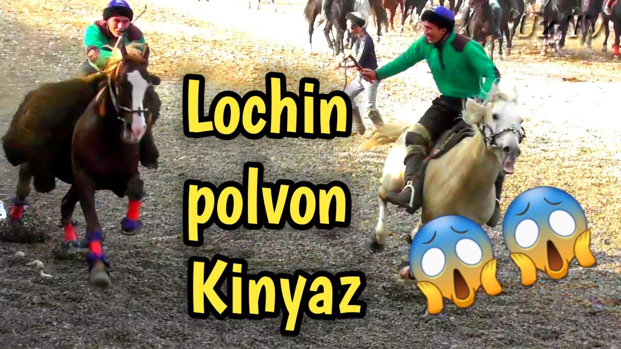 КНЯЗ БИЛАН ЛОЧИН ПОЛВОН МАНА ПОЛВОН МАНА ОТ😱#uloq#otlar#horses#otbozor#chorva#лошад