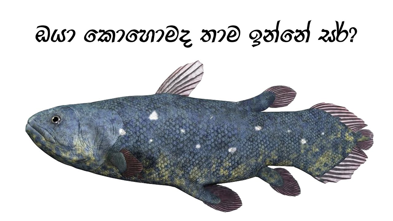 ජීවත්වෙන ෆොසිලය : සීලාකාන්ත් #anarchysaurus #paleontology