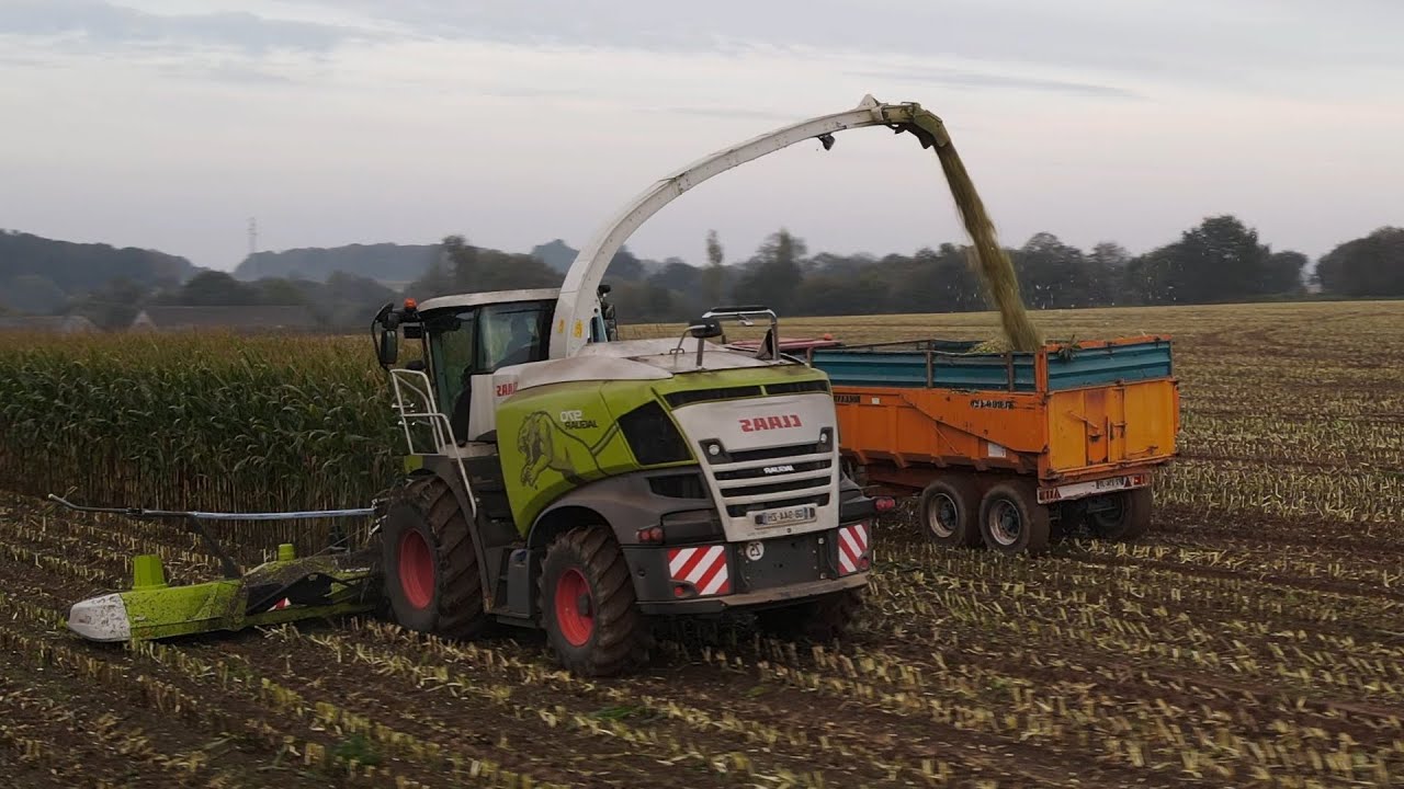 La nouvelle Jaguar 970 de 12 rangs en action ! 🌽| ETA MEURIC | CLAAS |