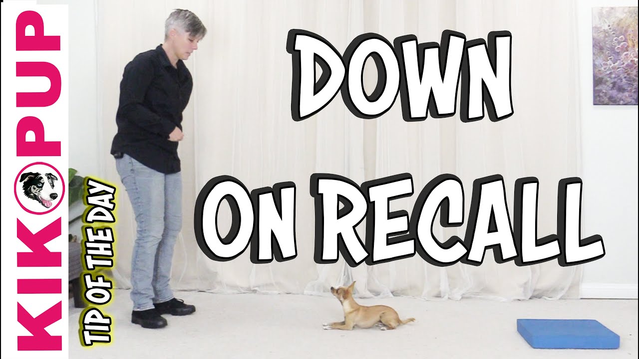 Down on Recall - Dog Training Tip of the Day