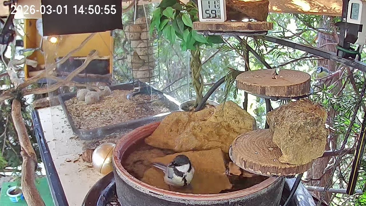 Früher Nachmittag am Vogel-Spa (01.03.2026)