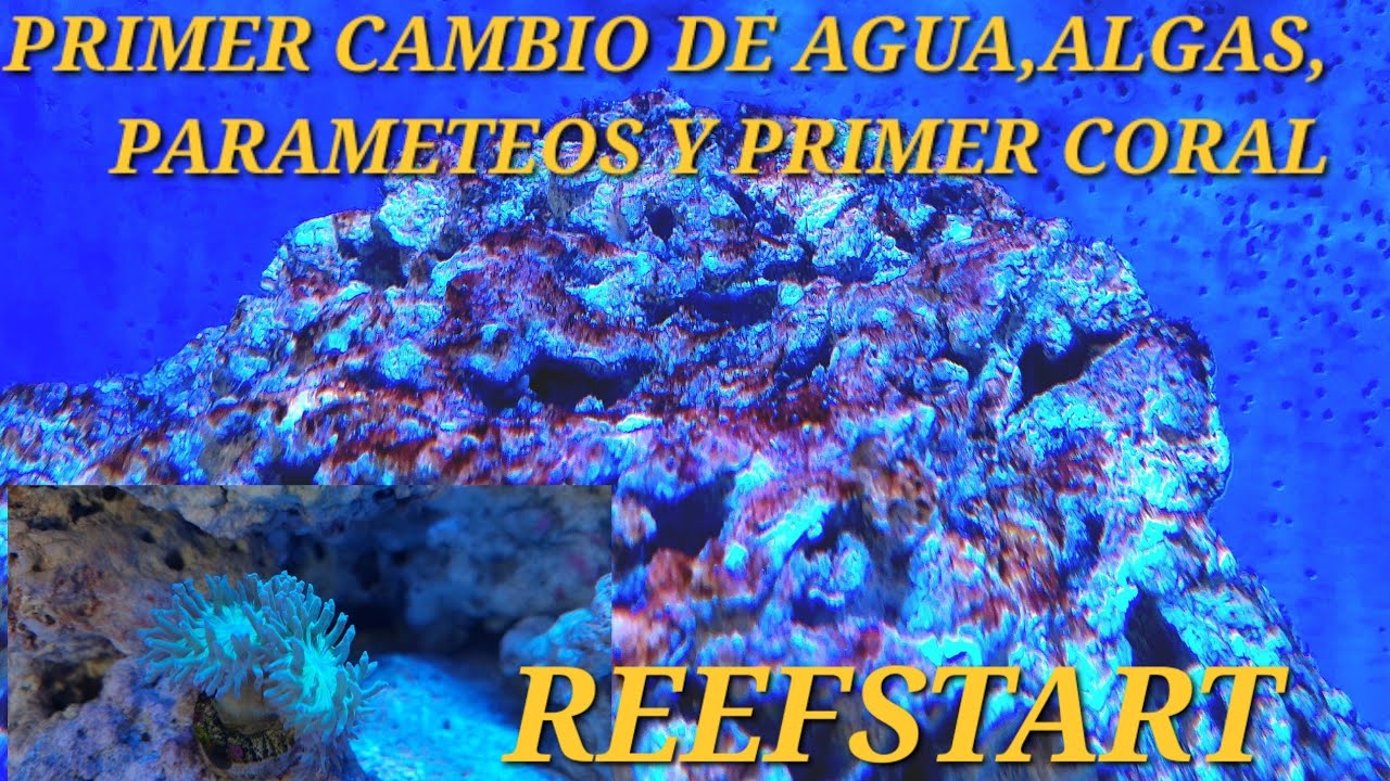 Primer cambio de agua,algas y primer coral