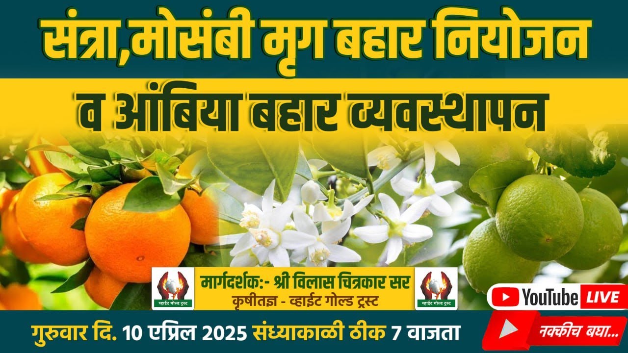 संत्रा, मोसंबी मृग बहार नियोजनव आंबिया बहार व्यवस्थापन