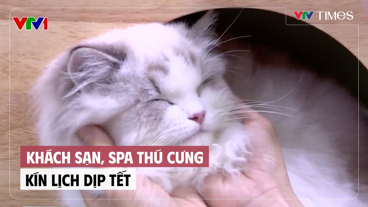 Khách sạn, spa thú cưng kín lịch dịp Tết | VTV Times