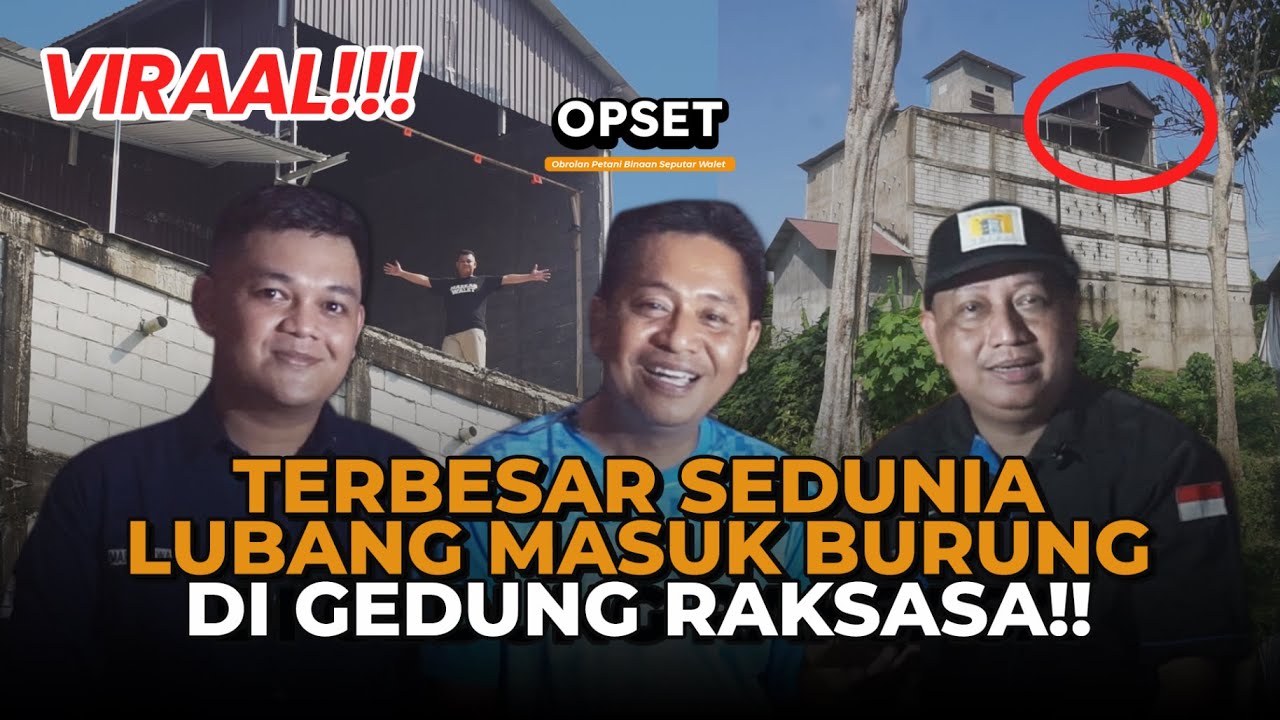 BURUNG WALET MUDAH MASUK KALO LUBANG SEGEDE GINI | OBROLAN SEPUTAR PETANI WALET