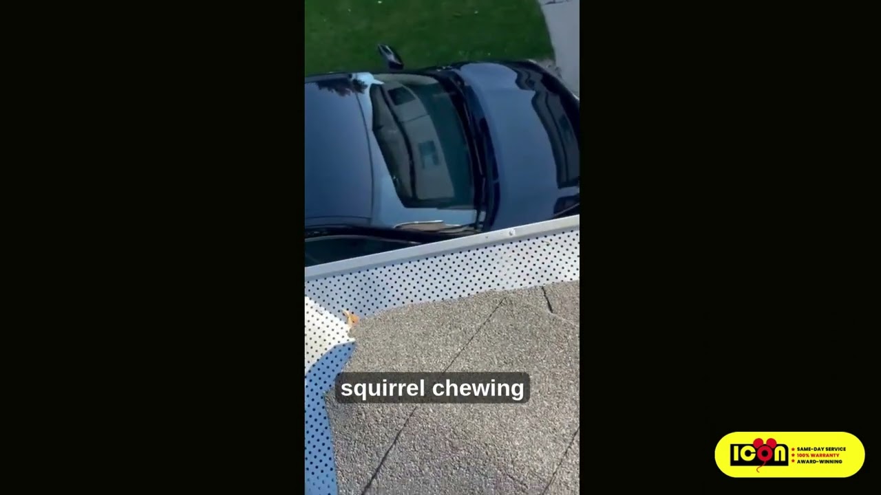 Squirrel Removal in Toronto | DIY One-Way Door Fail & Professional Roof Inspection by Icon Pest