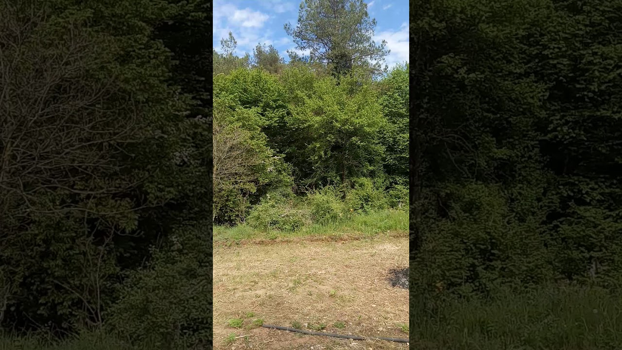 M&uuml;thiş kuş sesleri ve yemyeşil doğa, bir nefes bir sıhhat