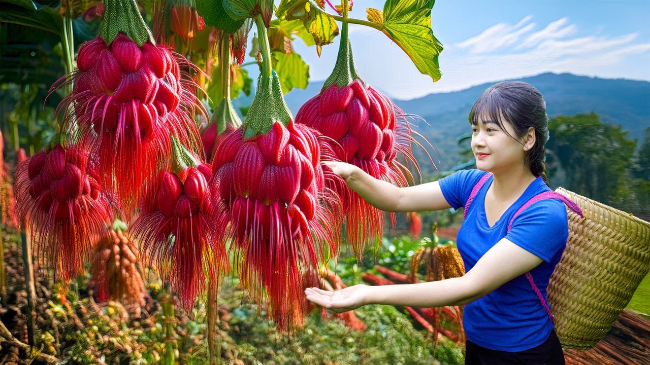 Ly Trieu Ca: Harvesting Giant Mutant Japan Chili- How to Cook Traditional Spicy Python Anaconda Meat