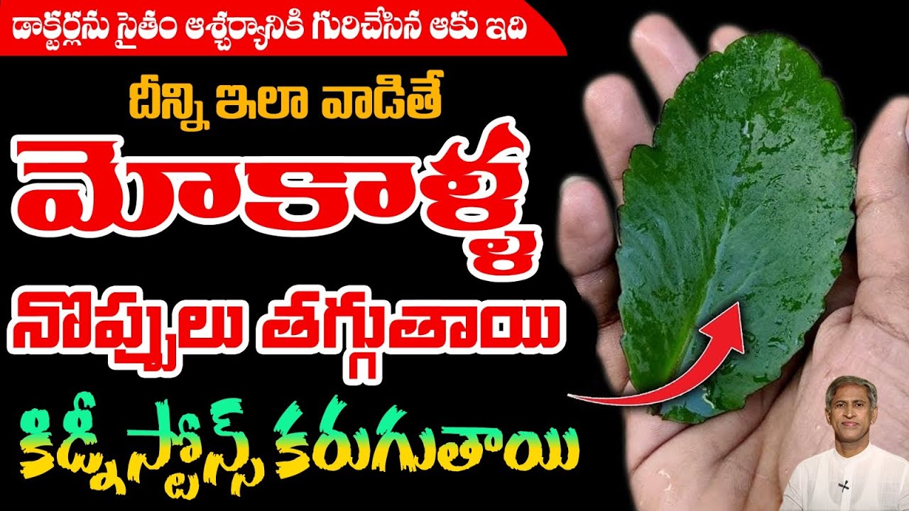 Benefits of Rana Pala Aaku | Reduces Knee Pains | Ear Infection | Dr. Manthena's Health Tips