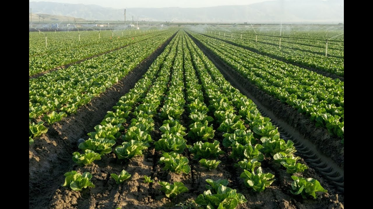 Syngenta CEO on Rising Agricultural Commodity Prices