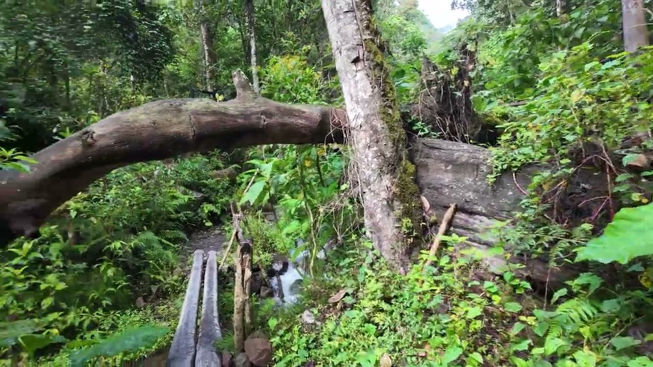 Pipeline Trail or Lost Waterfall Trail Boquete, Panama