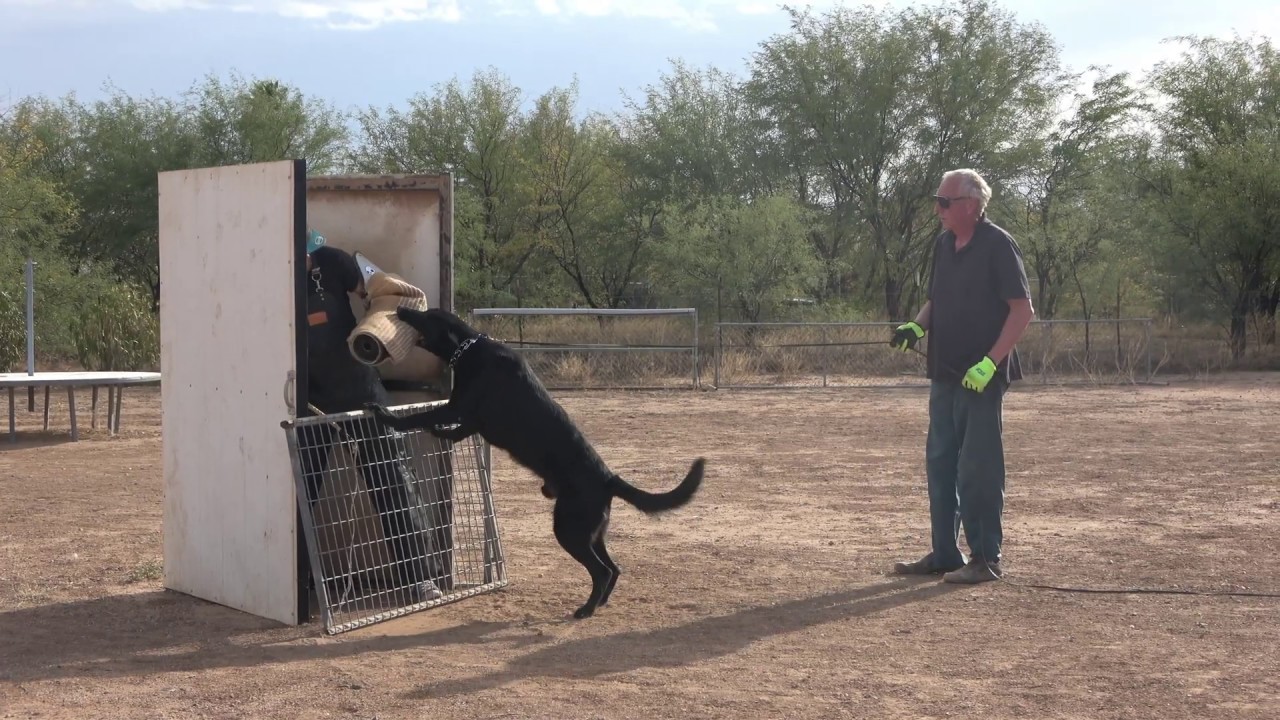 IGP Schutzhund Training German Shepherd hold and bark