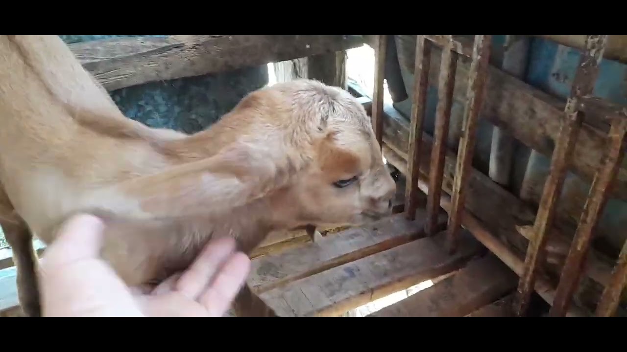 Mô hình dê sinh sản