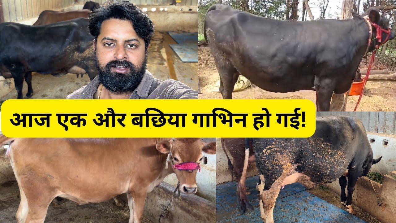 आज एक और बछिया गाभिन हो गई ! || Another heifer got pregnant today 