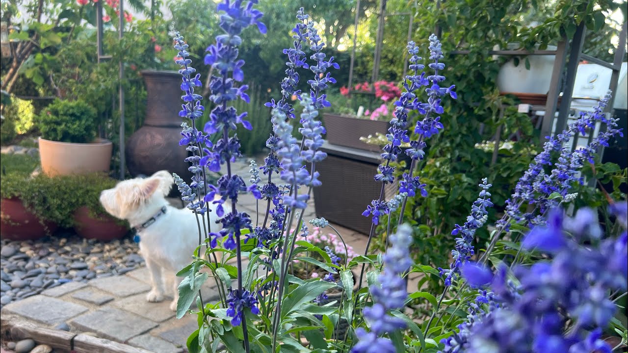 May garden tour 🪴/ Ideas and inspiration in creating a home garden