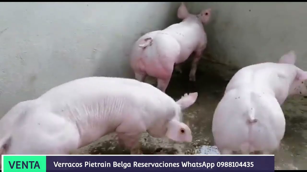 Pietrain Belgas