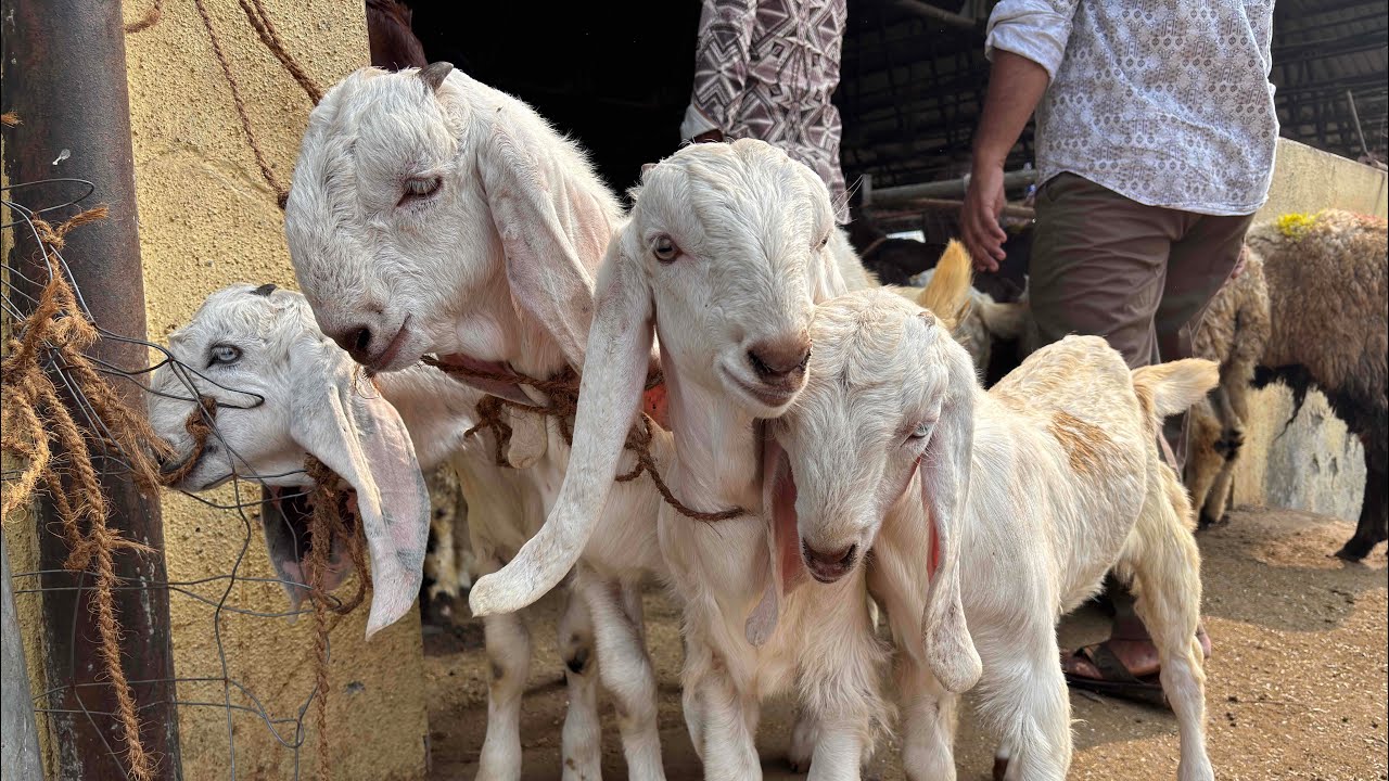 DEONAR BAKRA MANDI  SATURDAY LATEST UPDATE 31 January 2026 Gulabi Bakra Lo Lala Lo |