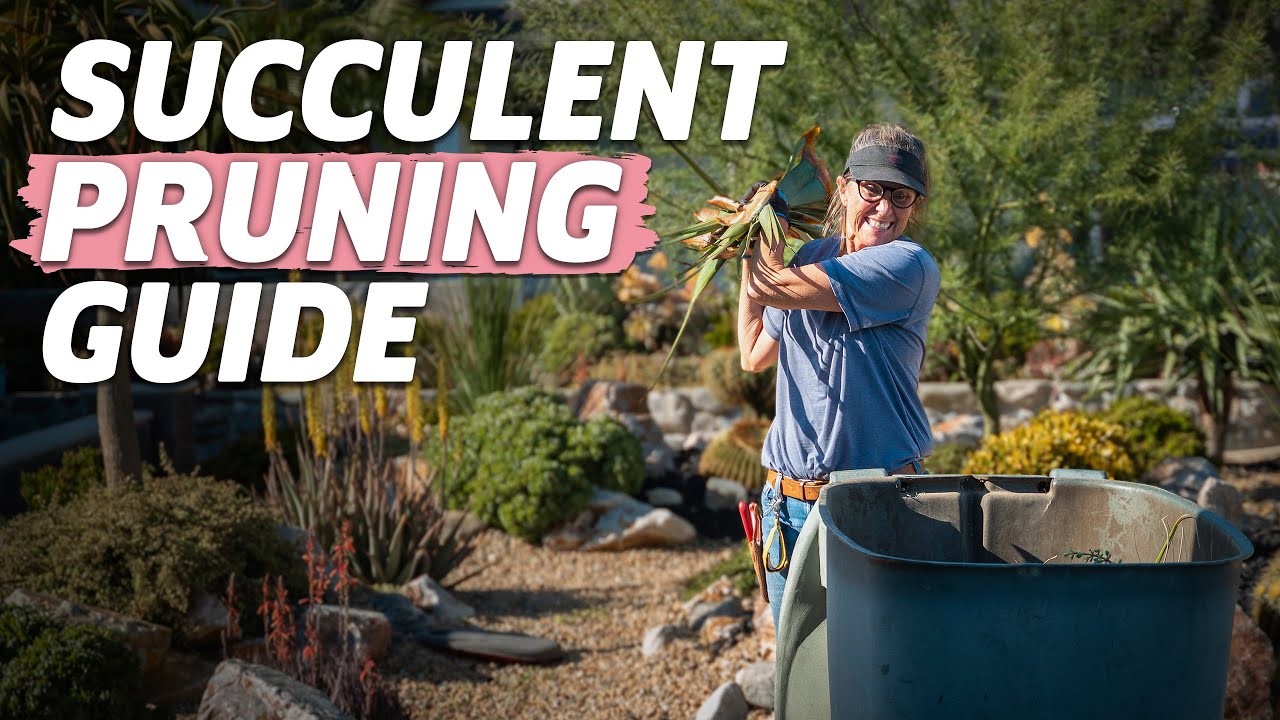 The ULTIMATE Succulent Pruning Guide