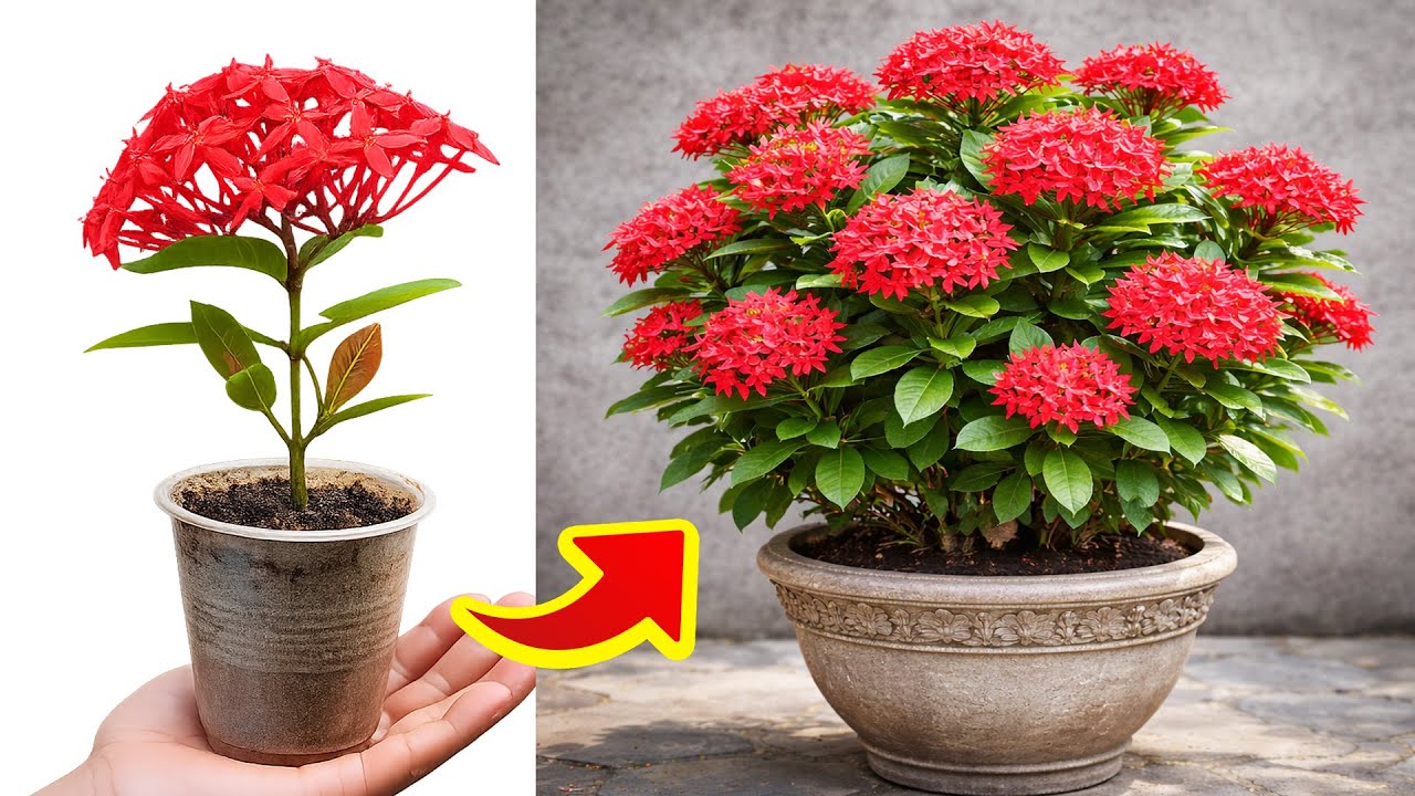 Do This to Peony Cuttings Get Roots in Days No Fail