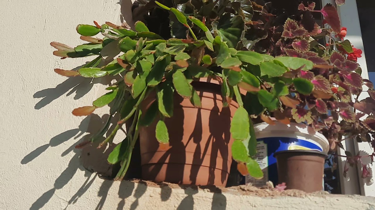 Cam güzeli çiçeği bakımı. yılbaşı çiçeği nerede bakılır. ANNEMİN çiçekleri 🌺