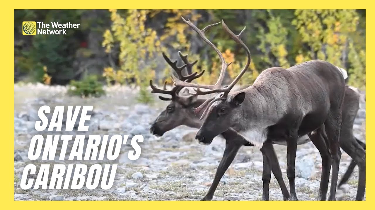 Why Is Canada’s Caribou Population Seeing a Significant Decline?