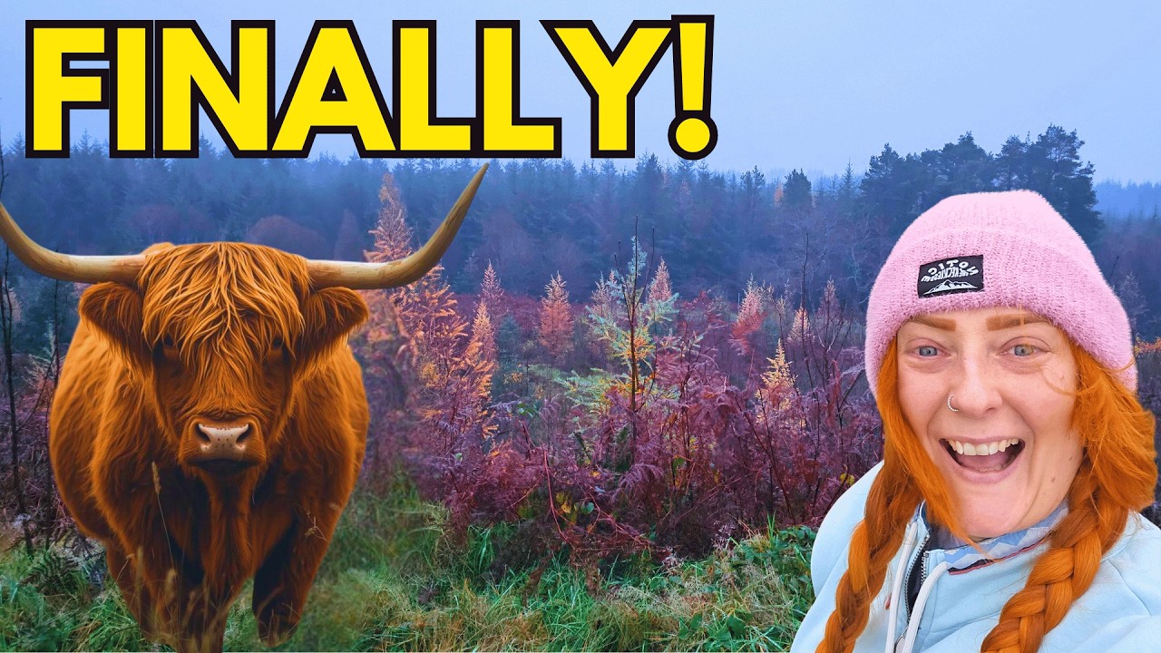 Vanlife Scotland: Finding Highland Cows in unexpected Places!